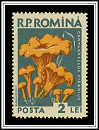 Cantharellus Cibarius