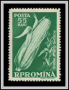 Corn Hybrid
