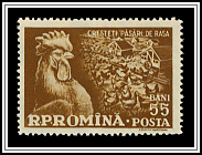 Rooster & Hens