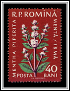 Peppermint