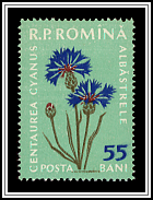 Cornflower