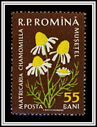 German Chamomile