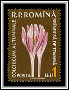 Autumn Crocus