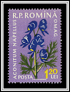 Monkshood