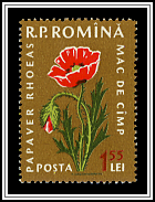 Poppies