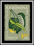 Silver Linden