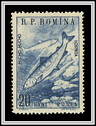 Danube Salmon