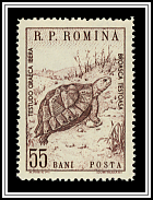Greek Tortise
