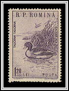 Shelduck