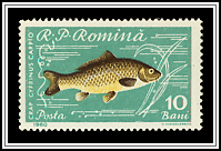 Carp