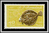 Black Sea Turbot