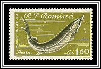 Beluga Sturgeon