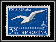 Black-headed Gull (Larus ridibundus)