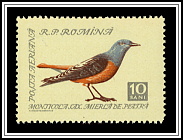 Rock Thrush