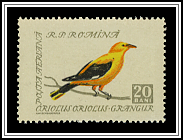 European Golden Oriole