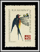 Barn Swallow