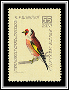 Goldfinch