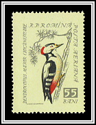 Great Spotted Woodpecker