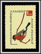 Bullfinch