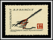 Longtailed Tit