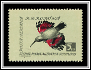 Wall Creeper