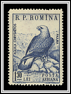 Golden Eagle