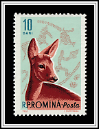 Western Roe Deer (Capreolus capreolus)