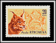 Eurasian Lynx (Lynx lynx)