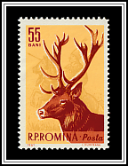 Red Deer (Cervus elaphus)