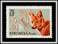 Red Fox (Vulpes vulpes)