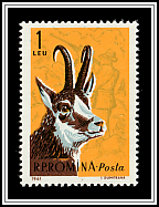 Chamois (Rupicapra rupicapra)