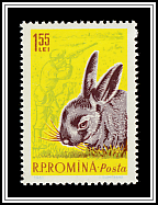 European Hare (Lepus europaeus)