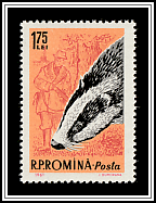 European Badger (Meles meles)