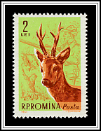 Western Roe Deer (Capreolus capreolus)