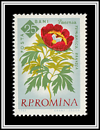 Peony (Paeonia romanica)