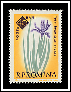 Algerian Iris (Iris brandzae)