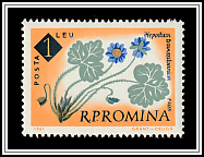 Liverwort (Hepatica angulosa)