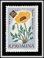 Pyrenees Poppy (Papaver pyrenaicum)