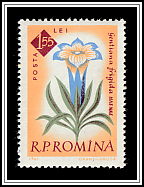 Gentian (Gentiana frigida)