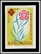 King's Clove (Dianthus callizonus)