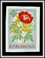 Peony (Paeonia romanica)