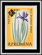 Algerian Iris (Iris brandzae)