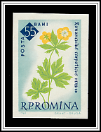 Carpathian Buttercup (Ranunculus carpathicus)