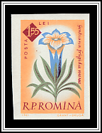 Gentian (Gentiana frigida)