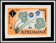 Liverwort (Hepatica angulosa)