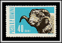 Merino Ram