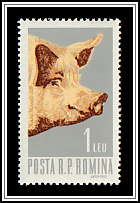 Yorkshire Pig