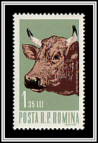Red Milk-Cow
