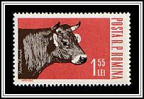 Bruna Cattle