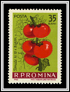 Tomatoes